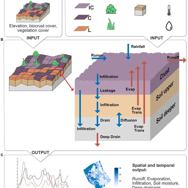 Biocrusts Intensify Water Redistribution and Improve Water Availability to Dryland Vegetation: Insights from a Spatially-Explicit Ecohydrological Model